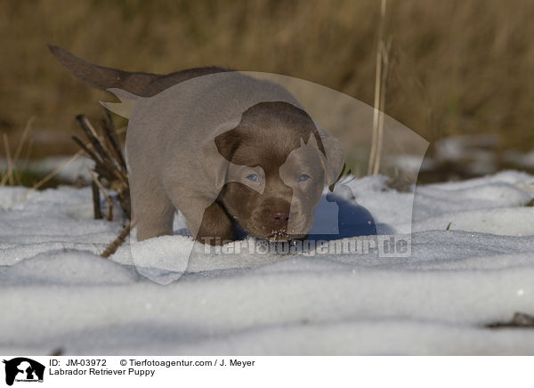 Labrador Retriever Welpe / Labrador Retriever Puppy / JM-03972