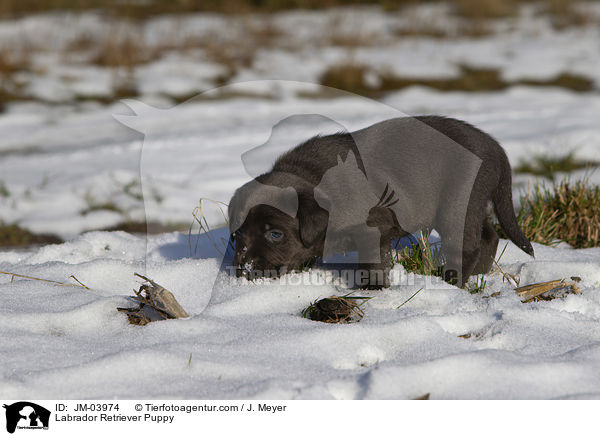 Labrador Retriever Welpe / Labrador Retriever Puppy / JM-03974