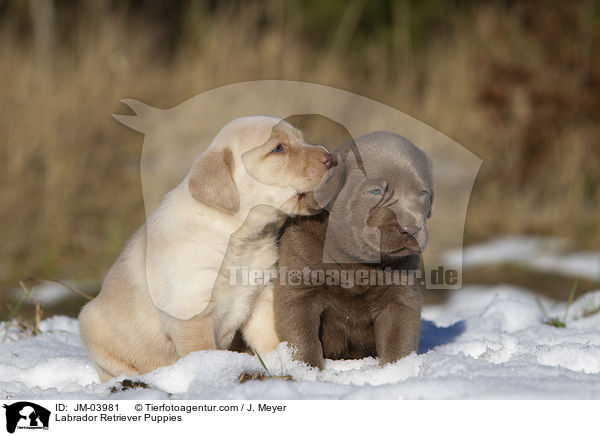 Labrador Retriever Welpen / Labrador Retriever Puppies / JM-03981