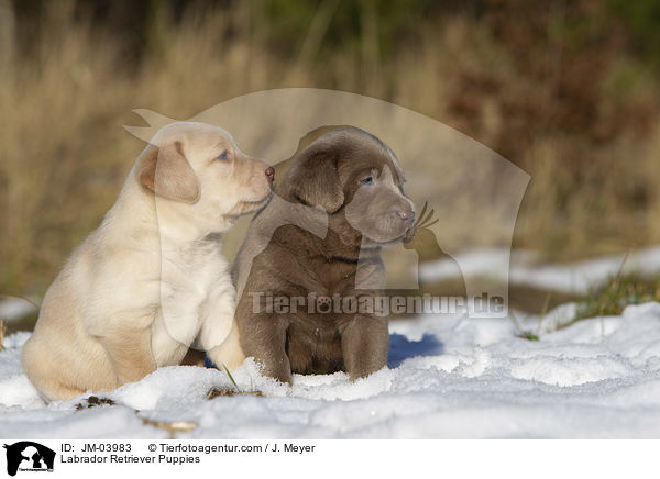 Labrador Retriever Welpen / Labrador Retriever Puppies / JM-03983