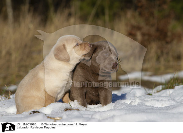 Labrador Retriever Welpen / Labrador Retriever Puppies / JM-03986