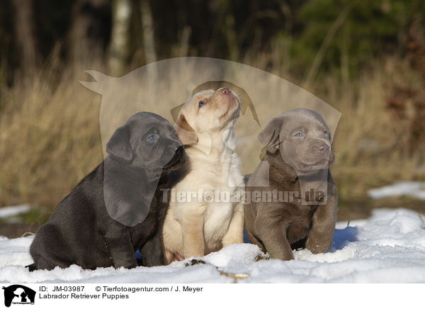 Labrador Retriever Welpen / Labrador Retriever Puppies / JM-03987