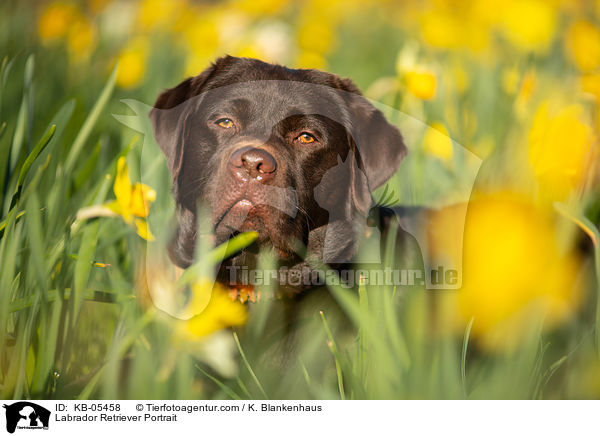 Labrador Retriever Portrait / Labrador Retriever Portrait / KB-05458