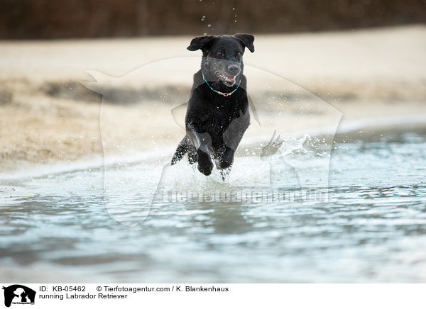 rennender Labrador Retriever / running Labrador Retriever / KB-05462