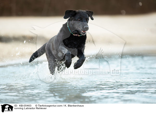 rennender Labrador Retriever / running Labrador Retriever / KB-05463