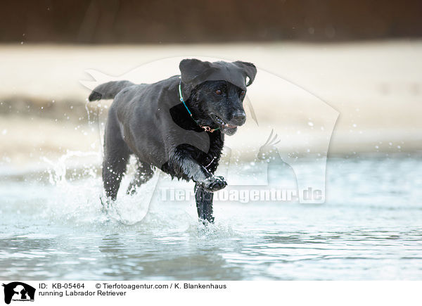 rennender Labrador Retriever / running Labrador Retriever / KB-05464