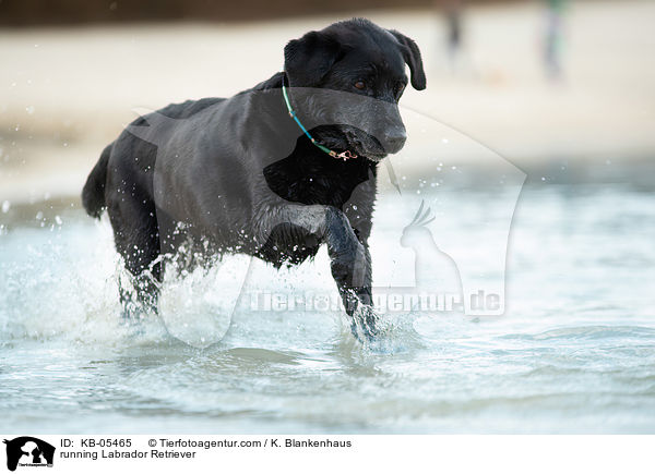 rennender Labrador Retriever / running Labrador Retriever / KB-05465