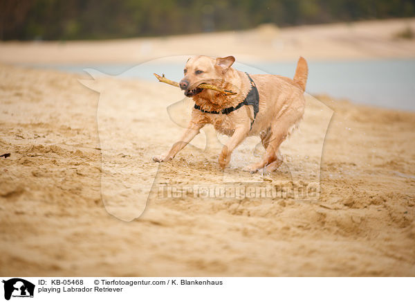 spielender Labrador Retriever / playing Labrador Retriever / KB-05468