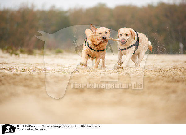 2 Labrador Retriever / 2 Labrador Retriever / KB-05473