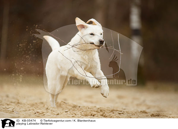 spielender Labrador Retriever / playing Labrador Retriever / KB-05474