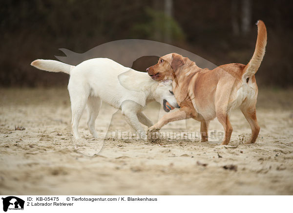 2 Labrador Retriever / 2 Labrador Retriever / KB-05475