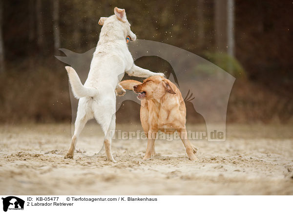 2 Labrador Retriever / 2 Labrador Retriever / KB-05477