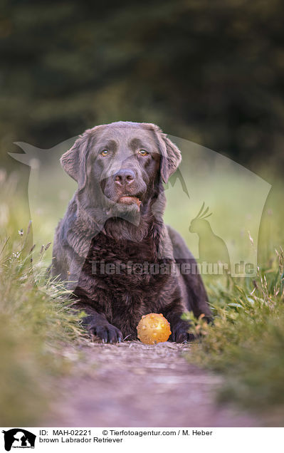 brauner Labrador Retriever / brown Labrador Retriever / MAH-02221