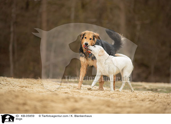 Hunde / dogs / KB-05859