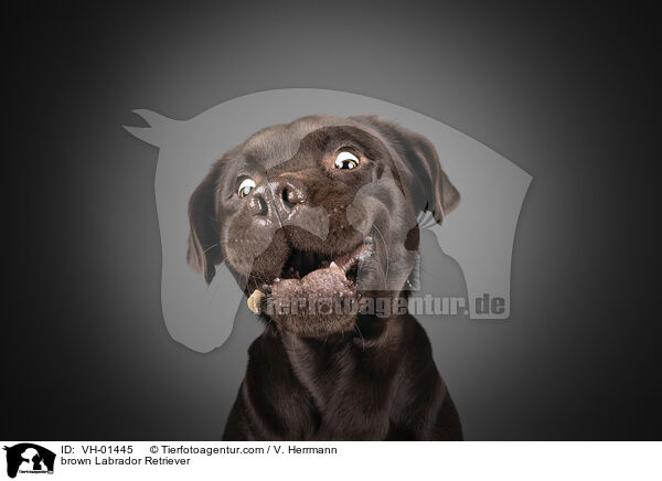 brown Labrador Retriever / VH-01445