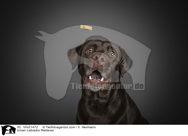 brauner Labrador Retriever / brown Labrador Retriever / VH-01472