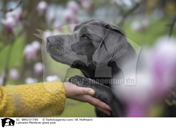 Labrador Retriever gibt Pftchen / Labrador Retriever gives paw / MHO-01766