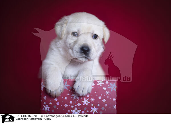 Labrador Retriever Welpe / Labrador Retrievern Puppy / EHO-02070