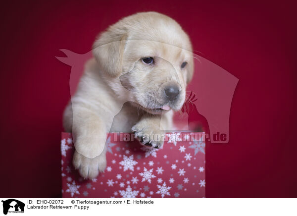 Labrador Retriever Welpe / Labrador Retrievern Puppy / EHO-02072
