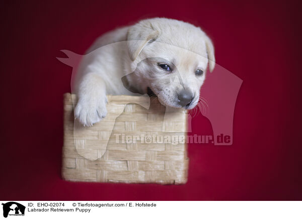 Labrador Retriever Welpe / Labrador Retrievern Puppy / EHO-02074