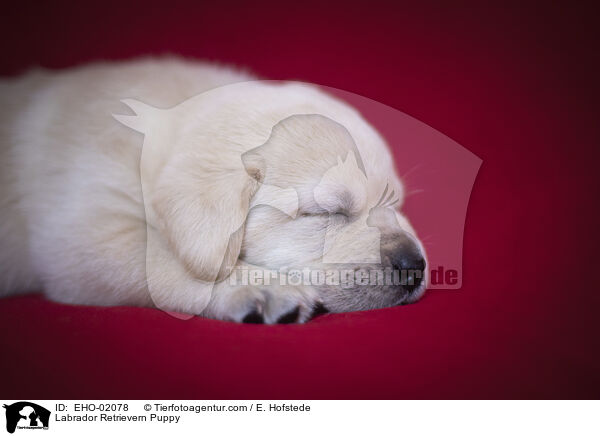 Labrador Retriever Welpe / Labrador Retrievern Puppy / EHO-02078