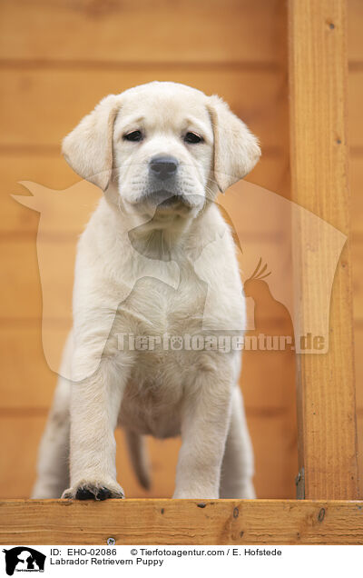 Labrador Retriever Welpe / Labrador Retrievern Puppy / EHO-02086