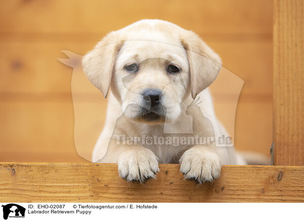 Labrador Retriever Welpe / Labrador Retrievern Puppy / EHO-02087