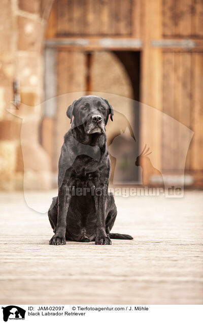 schwarzer Labrador Retriever / black Labrador Retriever / JAM-02097