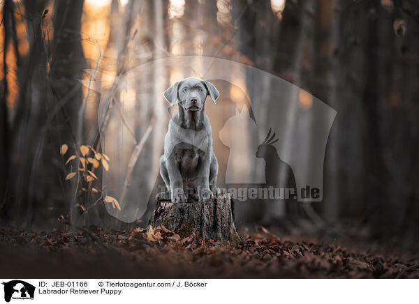 Labrador Retriever Welpe / Labrador Retriever Puppy / JEB-01166