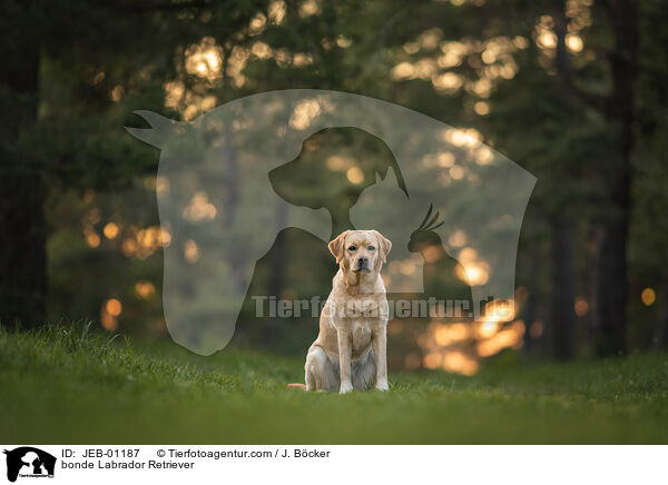 blonder Labrador Retriever / bonde Labrador Retriever / JEB-01187