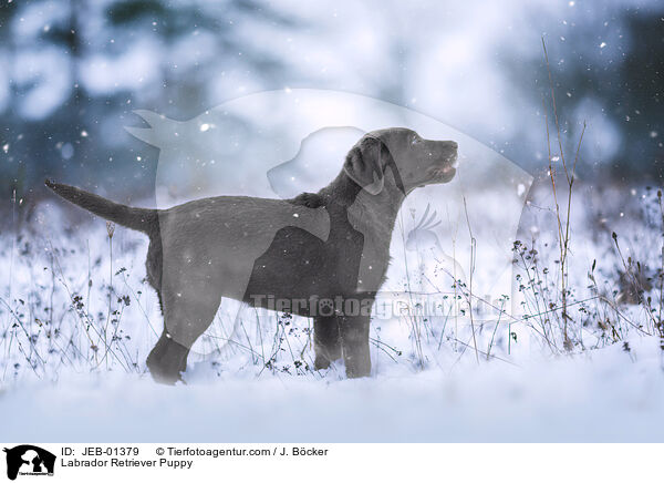 Labrador Retriever Welpe / Labrador Retriever Puppy / JEB-01379