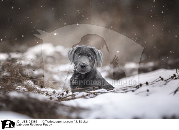 Labrador Retriever Welpe / Labrador Retriever Puppy / JEB-01383