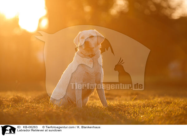 Labrador Retriever im Abendlicht / Labrador Retriever at sundown / KB-06263