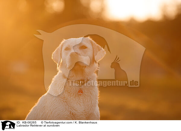 Labrador Retriever im Abendlicht / Labrador Retriever at sundown / KB-06265