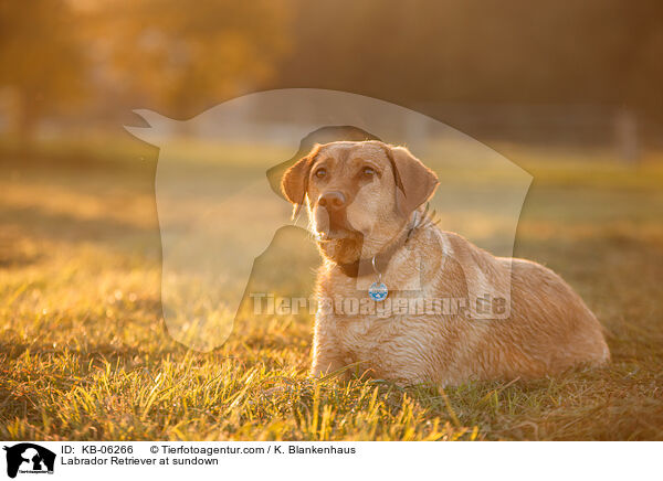 Labrador Retriever im Abendlicht / Labrador Retriever at sundown / KB-06266