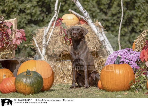 Labrador Retriever im Herbst / Labrador Retriever in autumn / MAH-02347