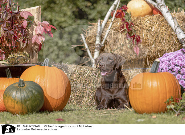 Labrador Retriever im Herbst / Labrador Retriever in autumn / MAH-02348