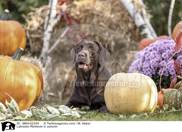 Labrador Retriever im Herbst / Labrador Retriever in autumn / MAH-02354