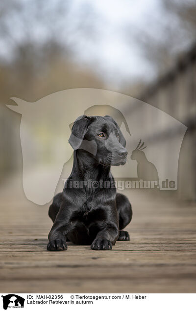 Labrador Retriever im Herbst / Labrador Retriever in autumn / MAH-02356