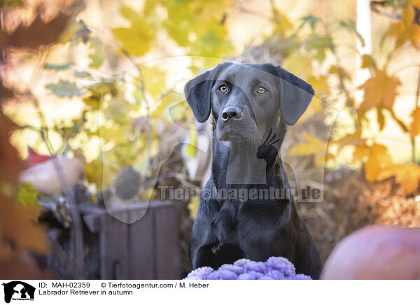 Labrador Retriever im Herbst / Labrador Retriever in autumn / MAH-02359