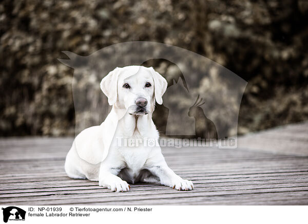 Labrador Retriever Hndin / female Labrador Retriever / NP-01939