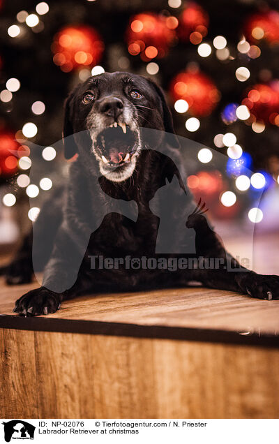 Labrador Retriever an Weihnachten / Labrador Retriever at christmas / NP-02076