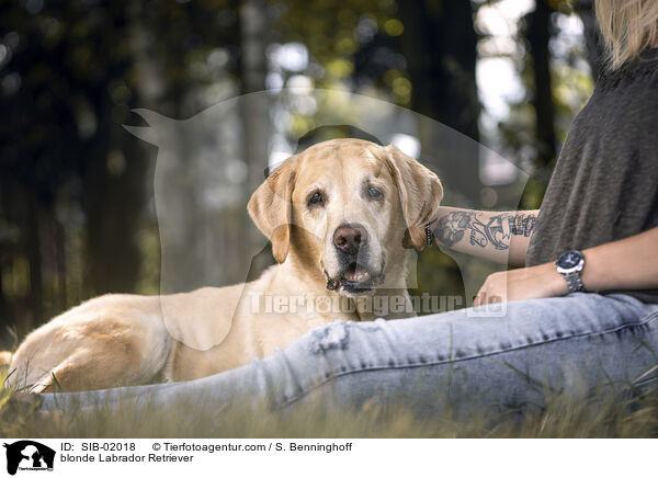 blonder Labrador Retriever / blonde Labrador Retriever / SIB-02018