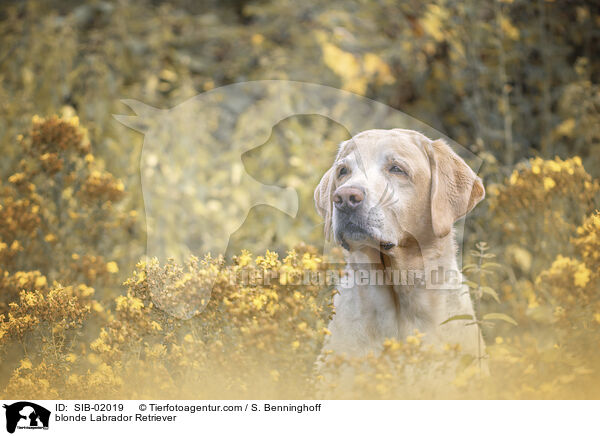 blonder Labrador Retriever / blonde Labrador Retriever / SIB-02019