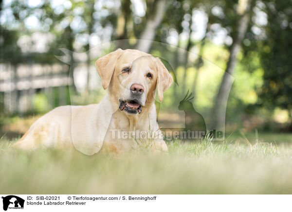 blonder Labrador Retriever / blonde Labrador Retriever / SIB-02021