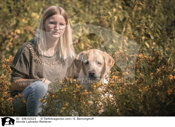 blonder Labrador Retriever / blonde Labrador Retriever / SIB-02023