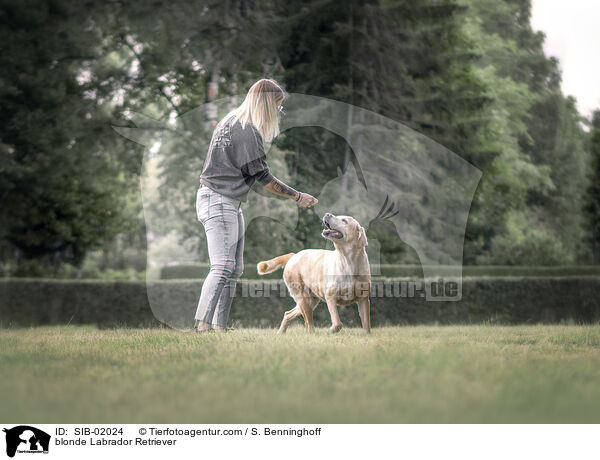 blonder Labrador Retriever / blonde Labrador Retriever / SIB-02024