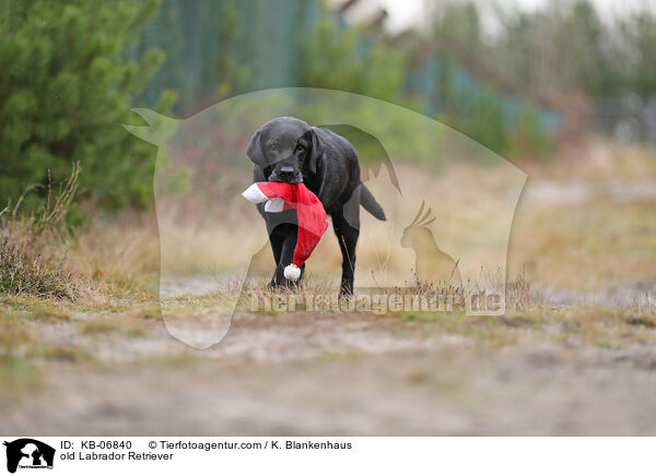 alter Labrador Retriever / old Labrador Retriever / KB-06840