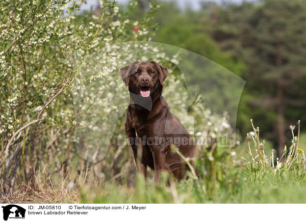 brauner Labrador Retriever / brown Labrador Retriever / JM-05810