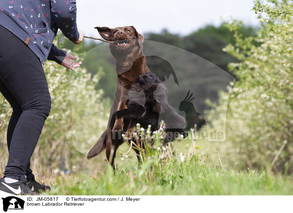 brauner Labrador Retriever / brown Labrador Retriever / JM-05817